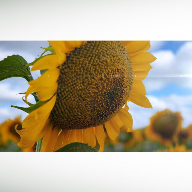 sunflower-opener-thumbnail